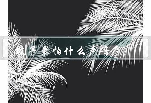蚊子最怕什么声音