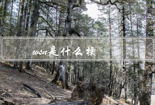 wsn是什么梗
