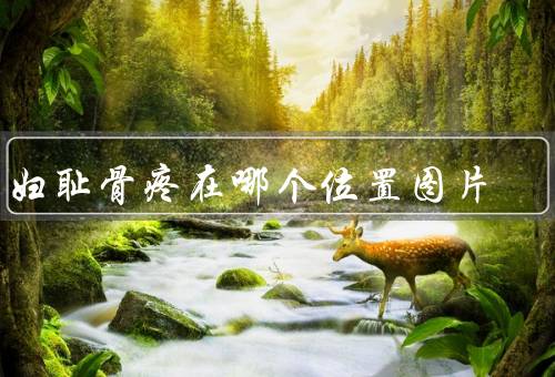孕妇耻骨疼在哪个位置图片
