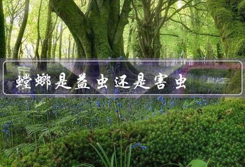 螳螂是益虫还是害虫