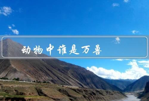 动物中谁是万兽