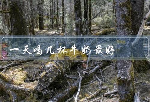 一天喝几杯牛奶最好