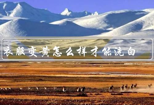 白衣服变黄怎么样才能洗白