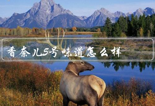 香奈儿5号味道怎么样