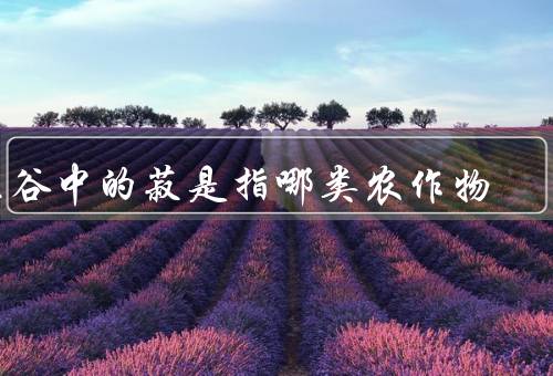 五谷中的菽是指哪类农作物，黄豆／绿豆／红豆等豆类作物总称