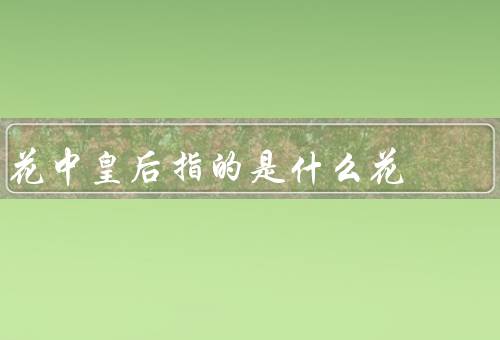 花中皇后指的是什么花