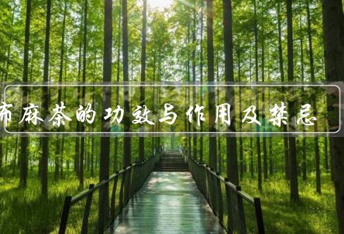 罗布麻茶的功效与作用及禁忌