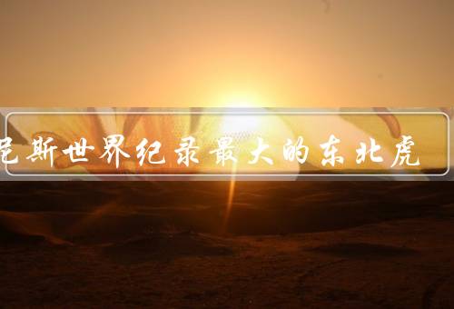 吉尼斯世界纪录最大的东北虎