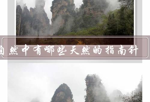 大自然中有哪些天然的指南针