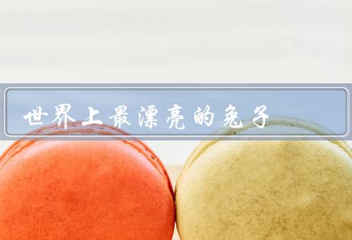 世界上最漂亮的兔子