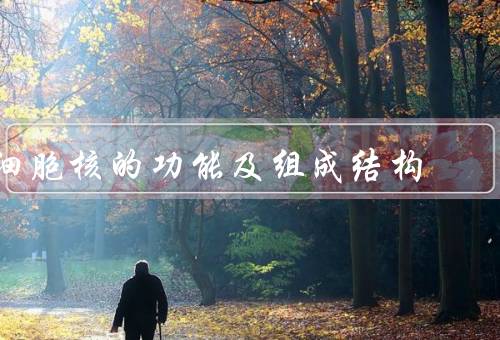 细胞核的功能及组成结构