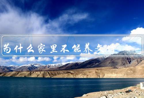 为什么家里不能养文竹