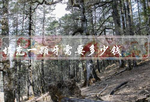 填充一颗牙需要多少钱