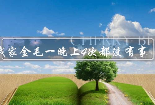 和我家金毛一晚上4次都没有事