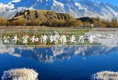 公牛鲨和湾鳄谁更厉害