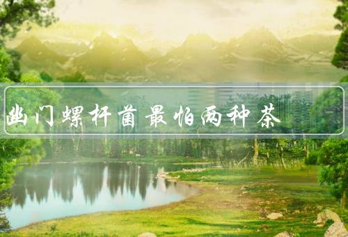幽门螺杆菌最怕两种茶