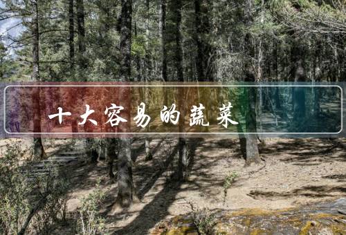 十大容易的蔬菜