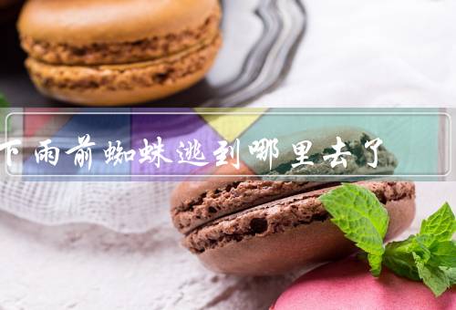 下雨前蜘蛛逃到哪里去了