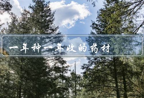 一年种一年收的药材