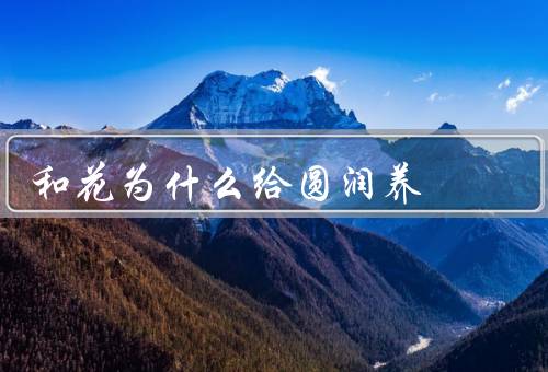 和花为什么给圆润养