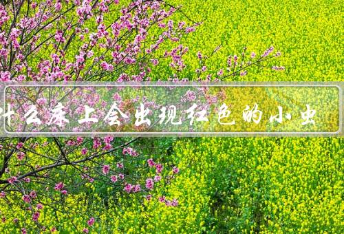 为什么床上会出现红色的小虫