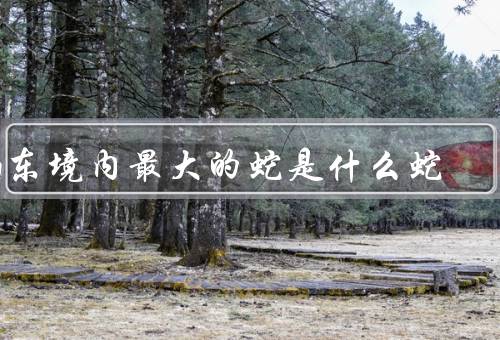 山东境内最大的蛇是什么蛇