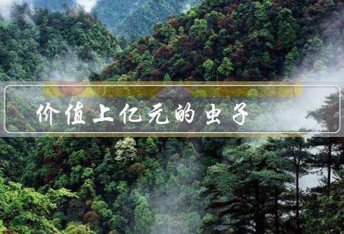 价值上亿元的虫子