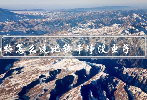 杨梅怎么洗比较干净没虫子