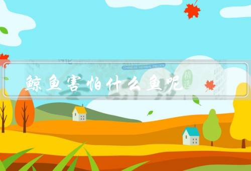 鲸鱼害怕什么鱼呢，害怕虎鲸（唯一有威胁的生物）