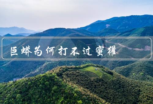 巨蟒为何打不过蜜獾