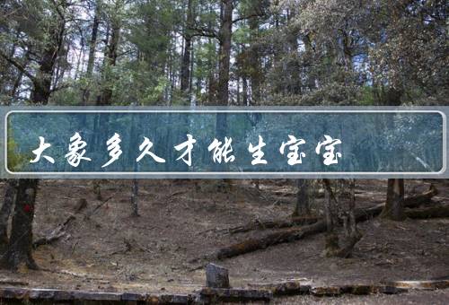 大象多久才能生宝宝