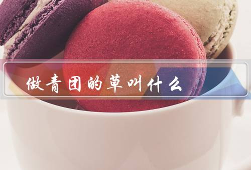 做青团的草叫什么（草叫什么／制作青团的步骤）