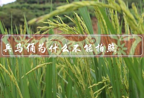 兵马俑为什么不能拍照（兵马俑的保护／尊重历史和文化）