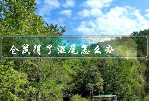 仓鼠得了湿尾怎么办（湿尾的症状、处理湿尾的方法、预防湿尾的方法）